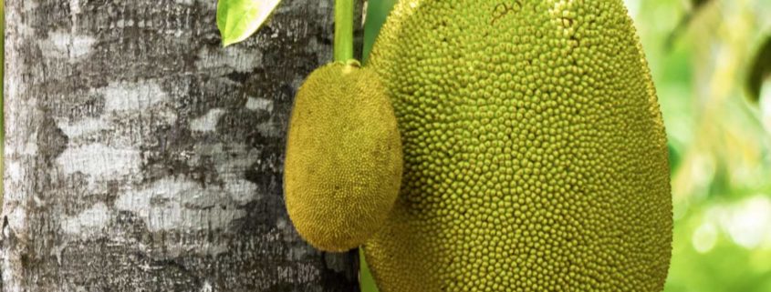 Who’s jack, who’s jack jackfruit, who’s jack jackfrucht, jackfruit, jackfrucht, jackfruit bestellen, jackfrucht kaufen, jackfruit kaufen, bio-jackfruit, bio-jackfrucht, who's jack, fleischersatz, alternative zu fleisch, jackfruit frikassee, jackfruit geschnetzeltes, jackfruit geschmack, jackfruit burger, jackfruit pulled pork, jackfruit bbq, jackfruit pulled pork bestellen, chefkoch jackfruit, jackfruit gulasch, jackfruit bolognese, jackfruit fleischersatz, jackfruit stinkfrucht, jackfruit deutsch, jackfruit curry, jackfruit curry rezept, jackfruit kalorien, jackfruit tree, jackfruit durian, jackfruit kaufen, jackfruit rezepte, jackfruit rezept, jackfruit brigitte, jackfruit baum kaufen, jackfruit bao, jackfruit dose, jackfruit grillen, jackfruit herkunft, jackfruit salat, jackfruit döner, jackfruit kohlenhydrate, jackfruit durian unterschied, jackfruit nährwerte, jackfruit dm, jackfruit edeka, jackfruit kaufen edeka, jackfruit rossmann, upton naturals jackfruit, jackfruit is durian, upton jackfruit germany, upton jackfruit, alnatura jackfruit, jacky f jackfruit, lotao jackfruit, govinda jackfruit, jackfruit kern, jackfruit kaufen köln, jackfruit stinkt, jackie jackfruit, jackfruit bei rewe, jackfruit geruch, jackfruit fleischersatz de, jackfruit gerichte, jackfruit fleischersatz rezepte, jackfruit vs durian, grüne jackfruit